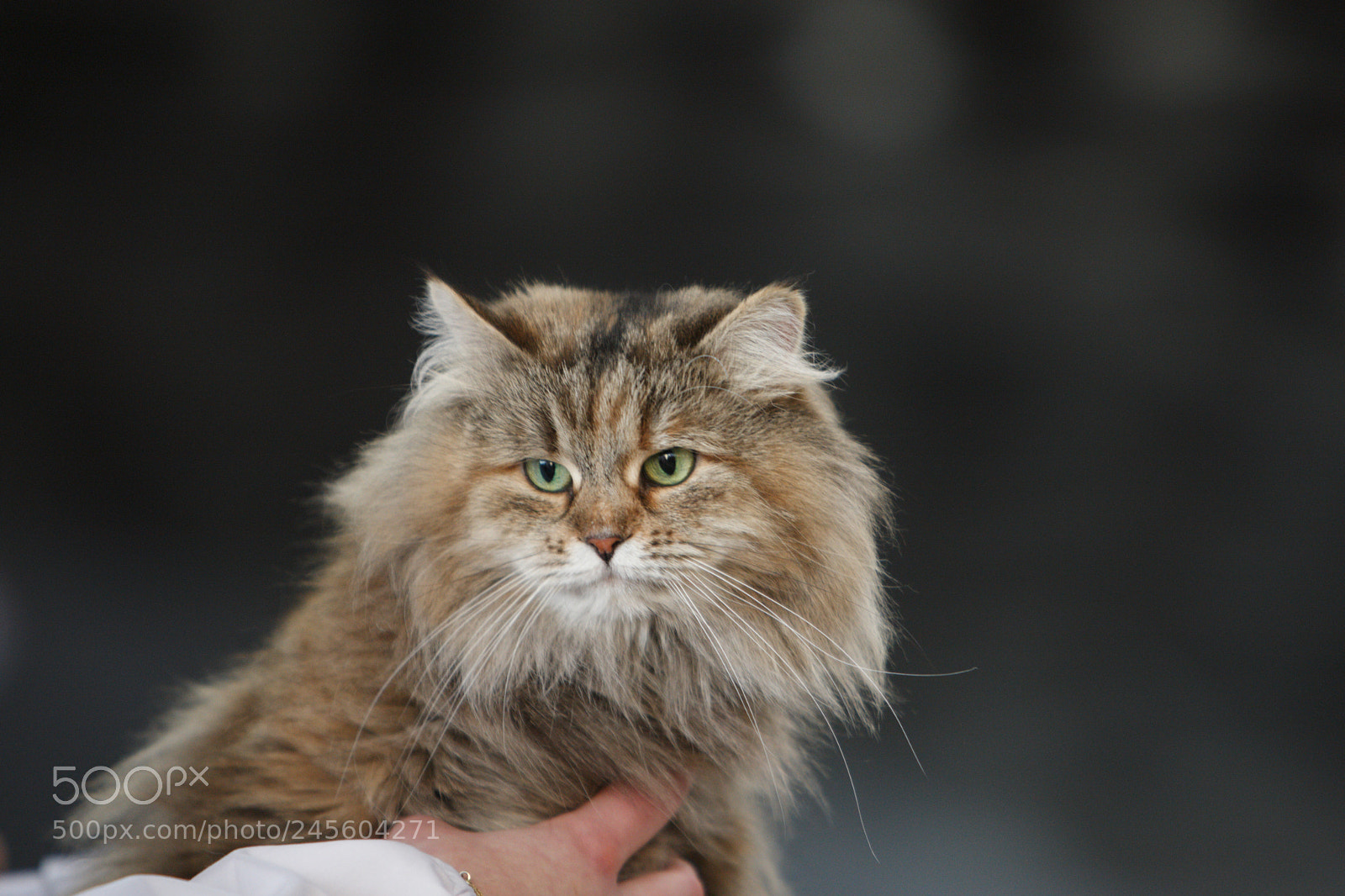 Canon EOS-1D Mark III sample photo. Maine coon cat photography