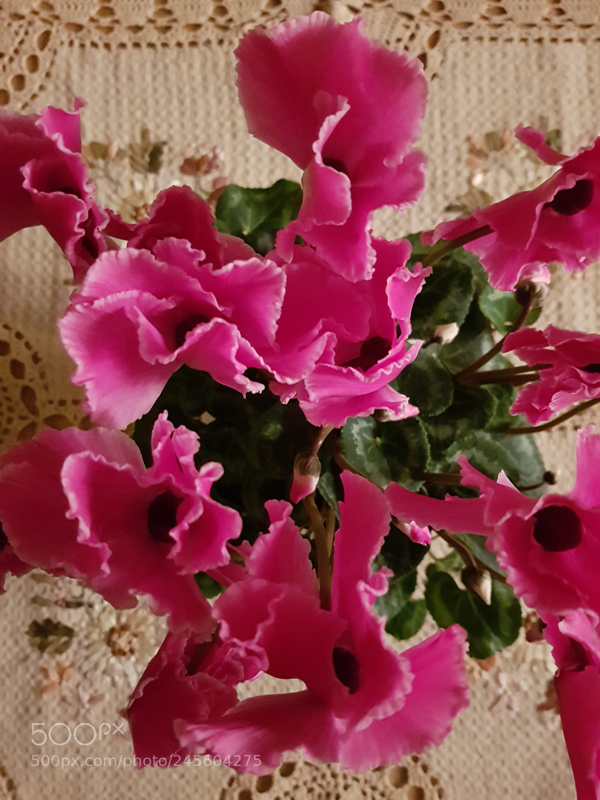 Samsung Galaxy S8 sample photo. Alpefiol photography