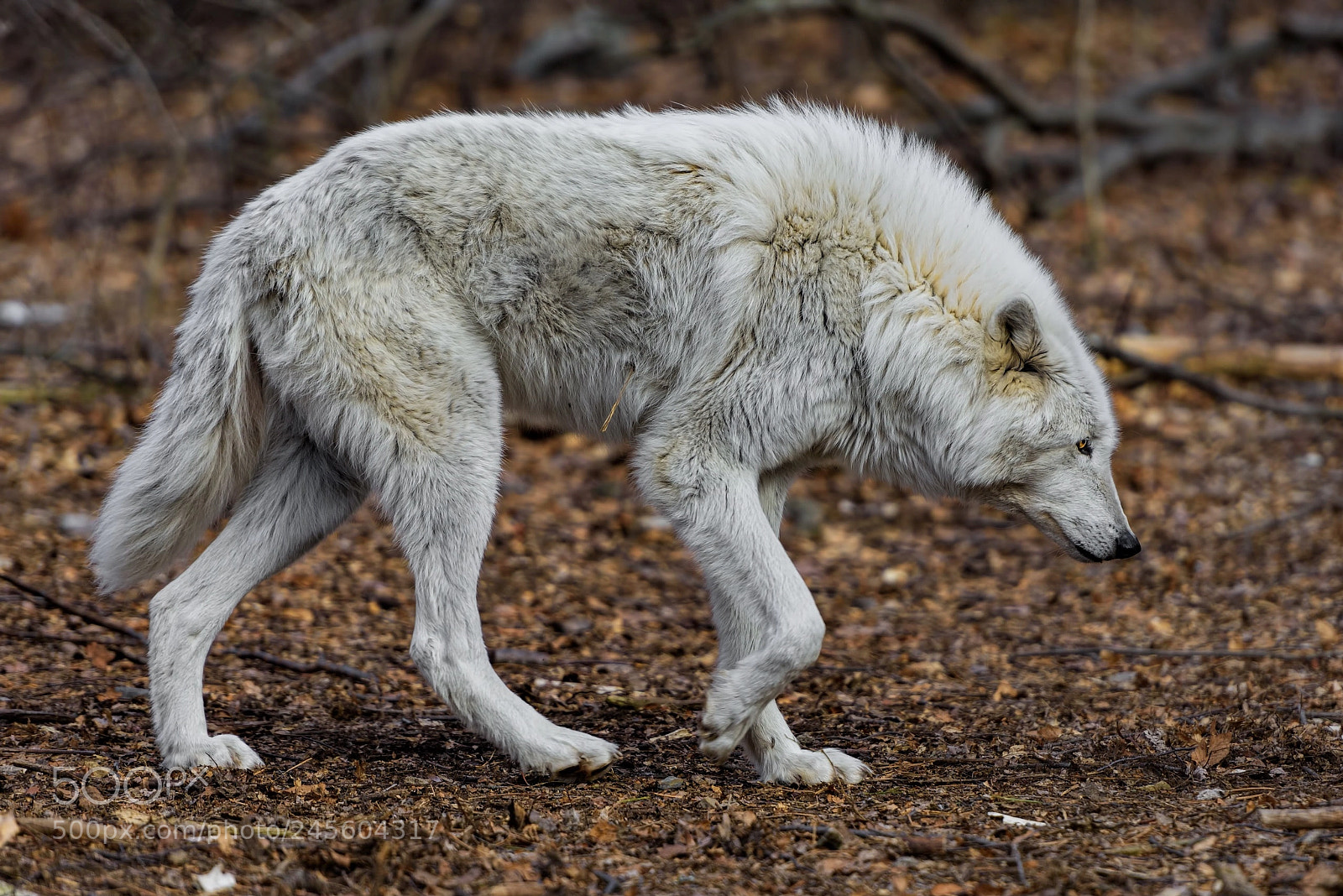 Nikon D810 sample photo. Lone wolf photography