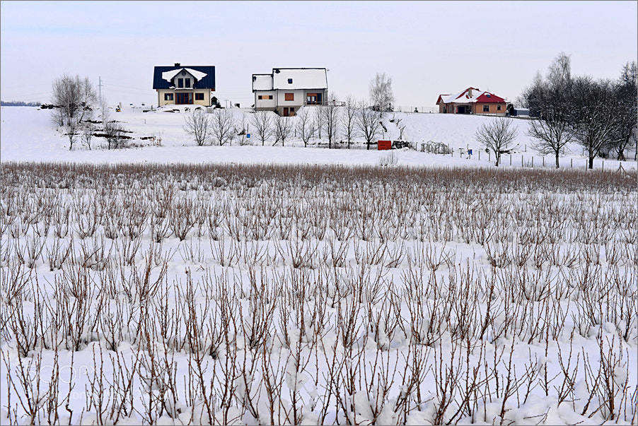 Nikon D610 sample photo. Winter sketch photography