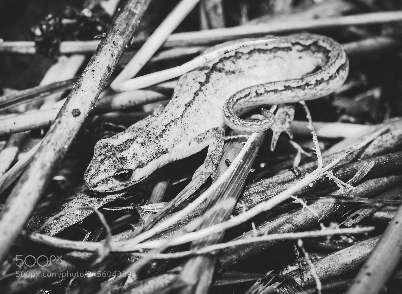Nikon D90 sample photo. Salamander photography