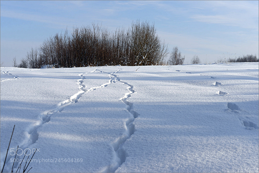 Nikon D610 sample photo. Winter sketch photography
