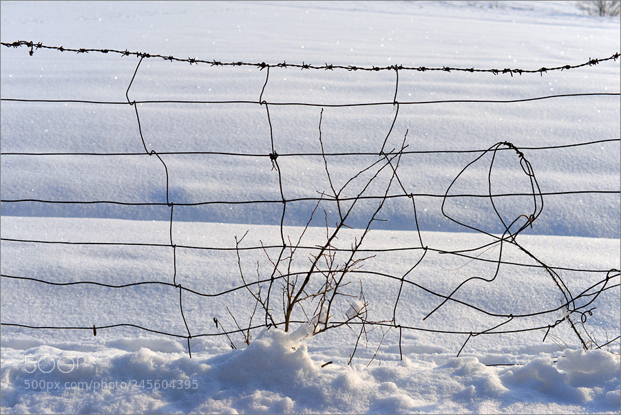 Nikon D610 sample photo. Winter sketch photography