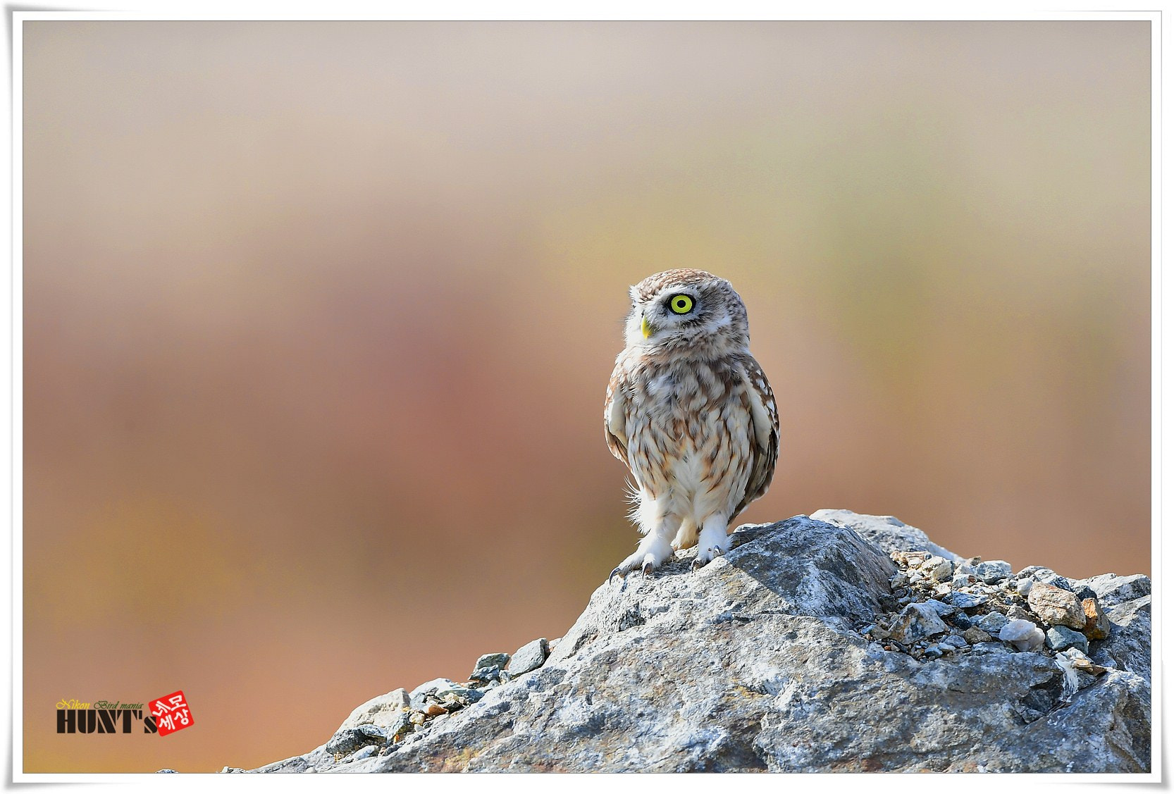 Nikon AF-S Nikkor 600mm F4E FL ED VR sample photo. Little owl photography
