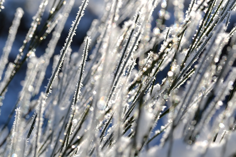 Sigma 105mm F2.8 EX DG OS HSM sample photo. Lumière d'hiver photography