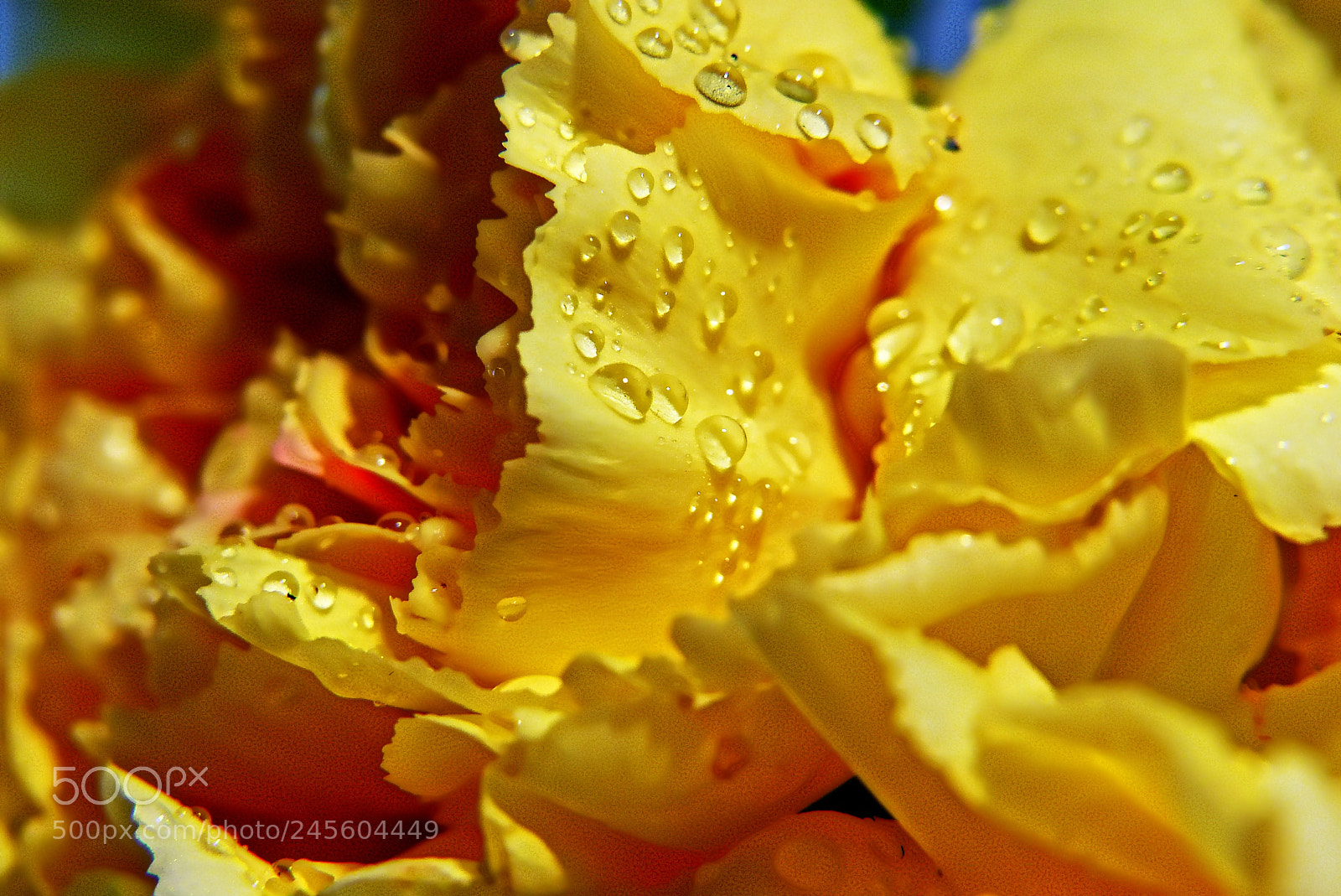 Panasonic Lumix DMC-FZ200 sample photo. Drops of water photography