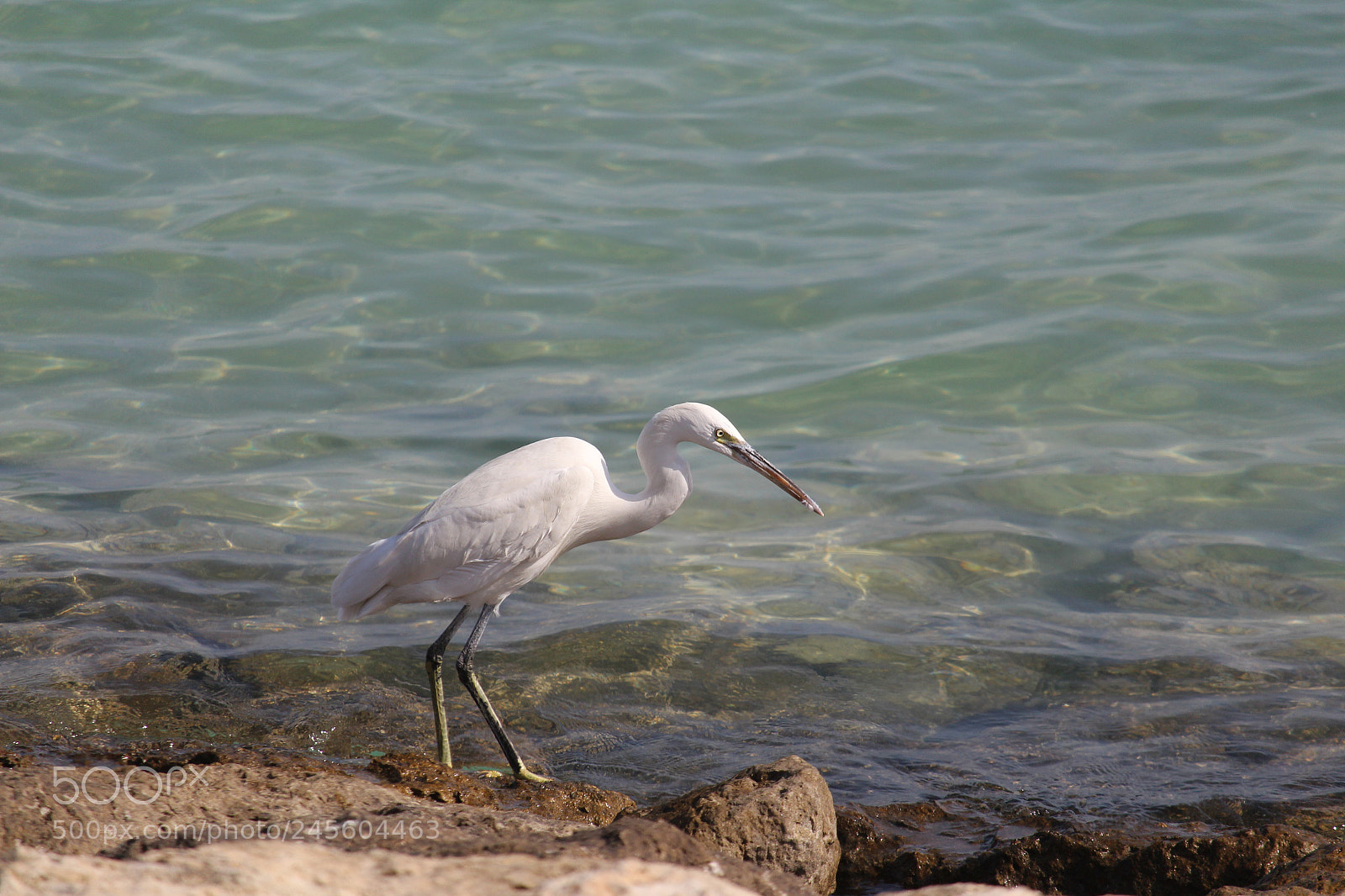 Canon EOS 700D (EOS Rebel T5i / EOS Kiss X7i) sample photo. White bird photography
