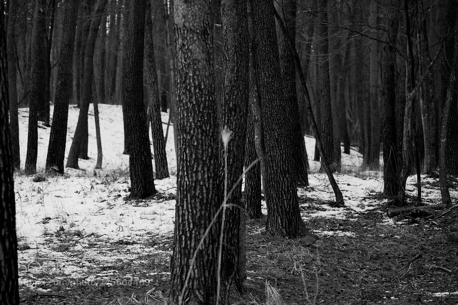 Nikon D850 sample photo. Birds forest photography