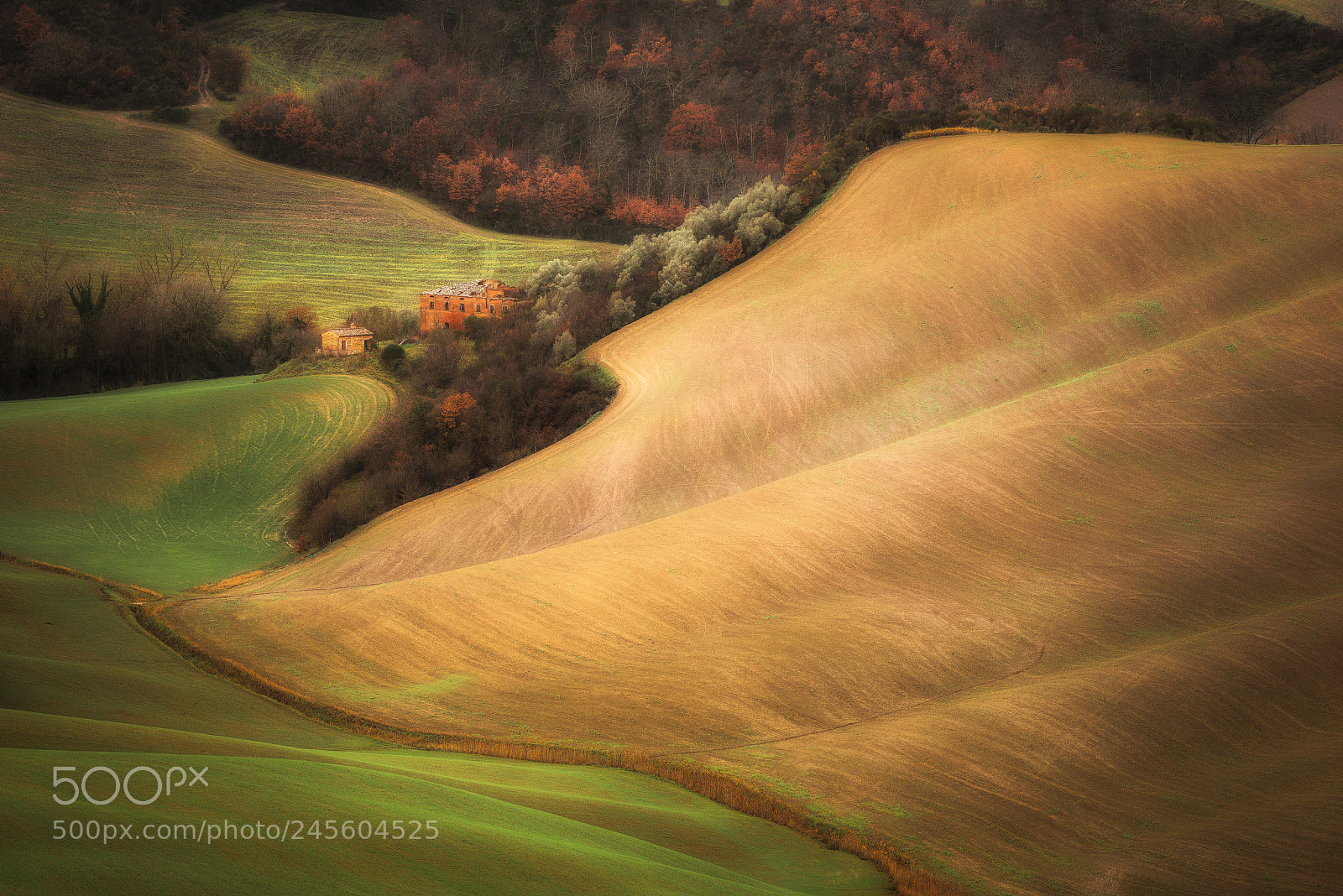 Nikon D810 sample photo. Tuscany's stingray photography