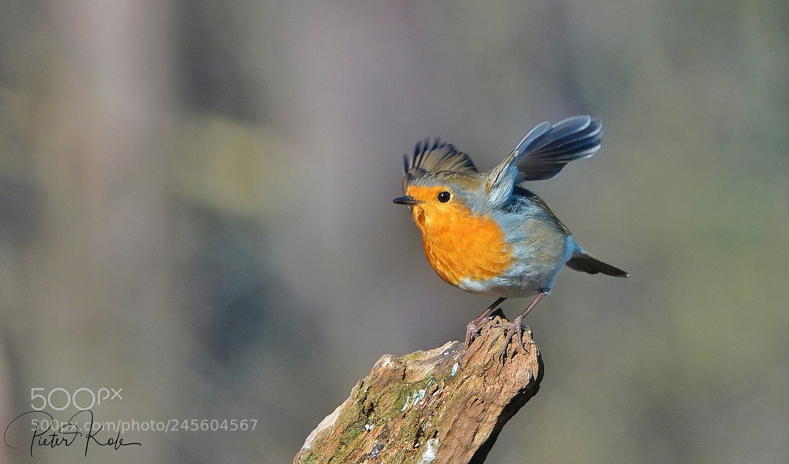 Sony Cyber-shot DSC-RX10 IV sample photo. Robin ready for takeoff photography