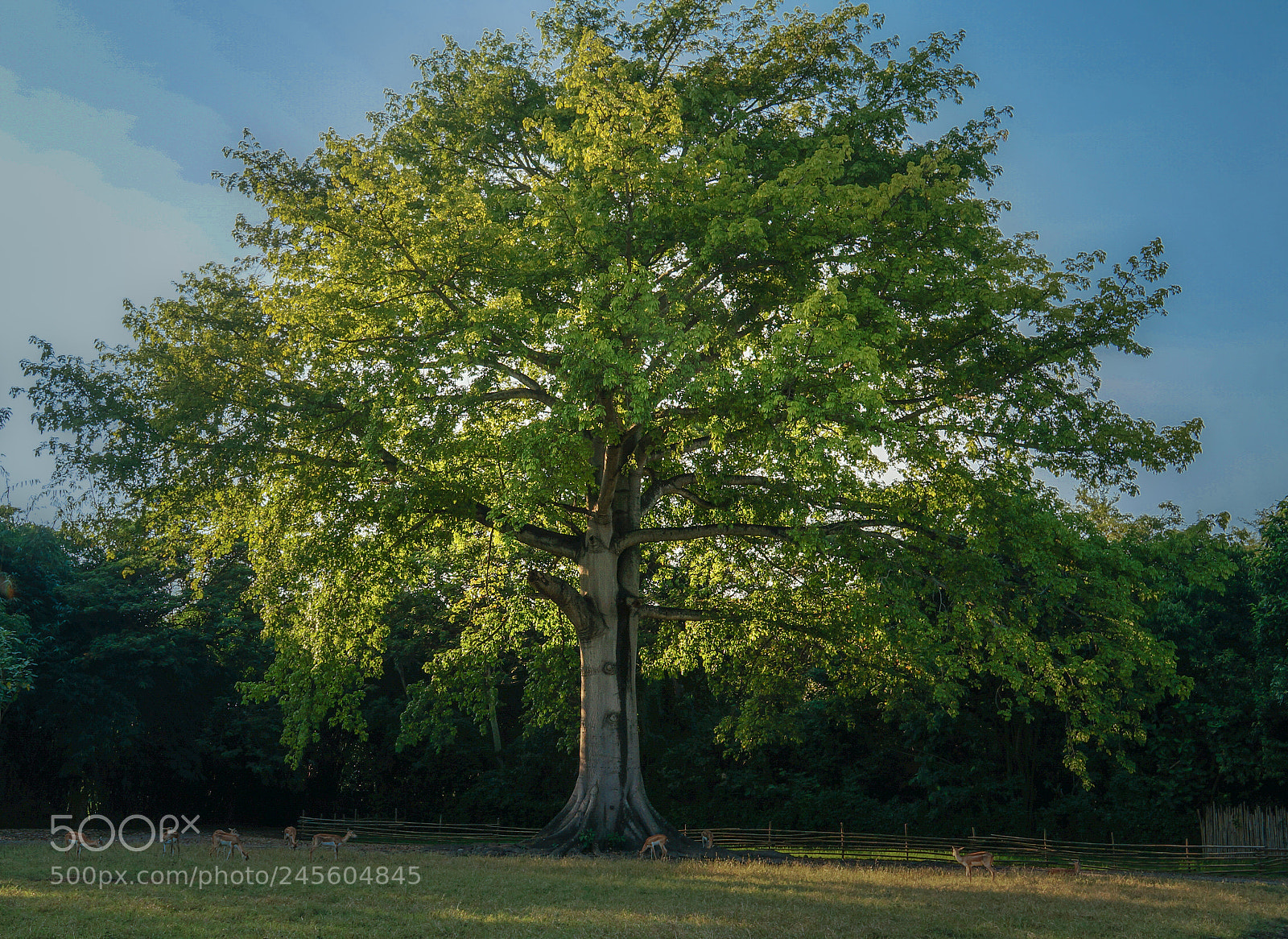 Sony Alpha NEX-5R sample photo. Axis mundi photography