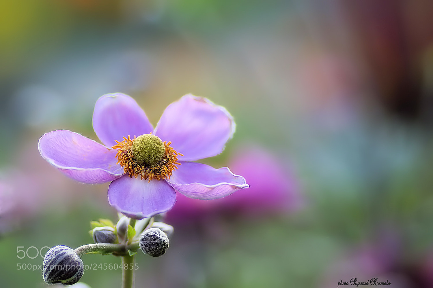 Sony Alpha DSLR-A300 sample photo. Five petals photography