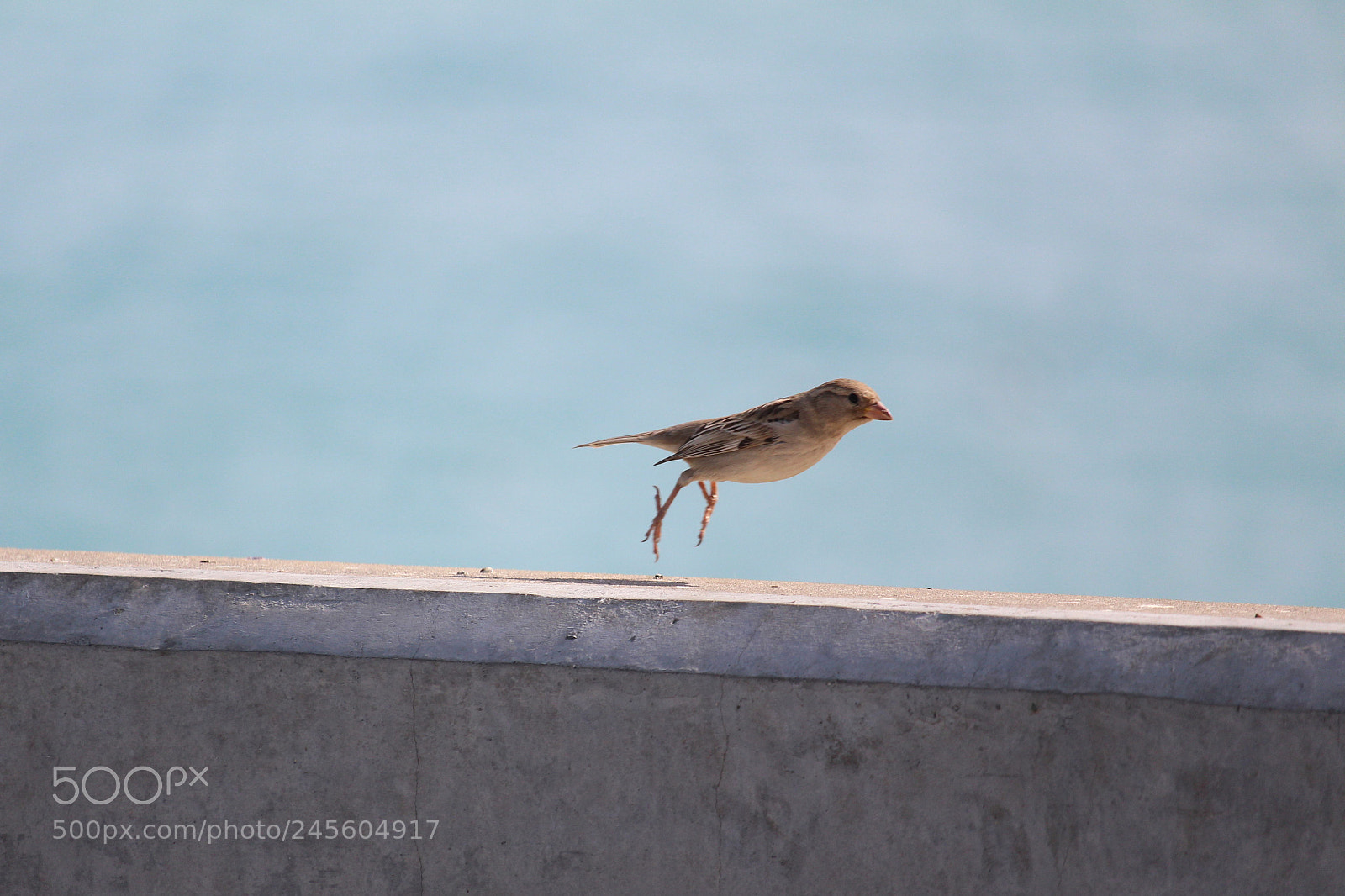Canon EOS 700D (EOS Rebel T5i / EOS Kiss X7i) sample photo. Small bird photography