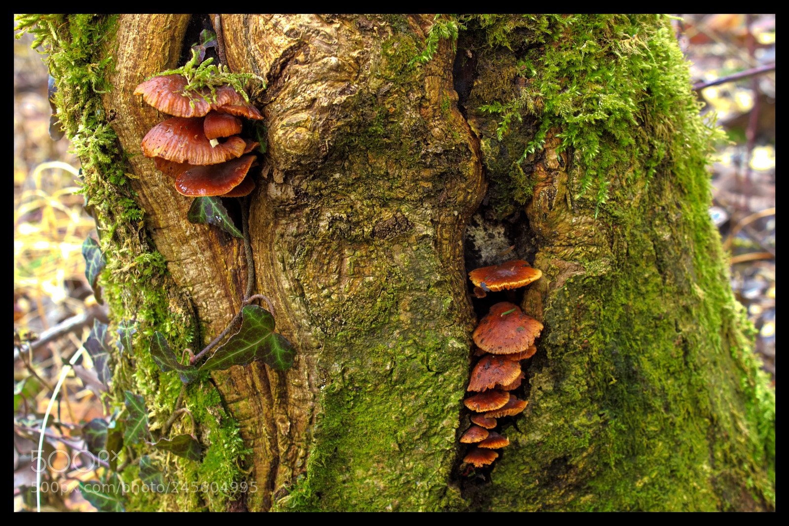 Canon EOS 80D sample photo. Mushroom on tree photography