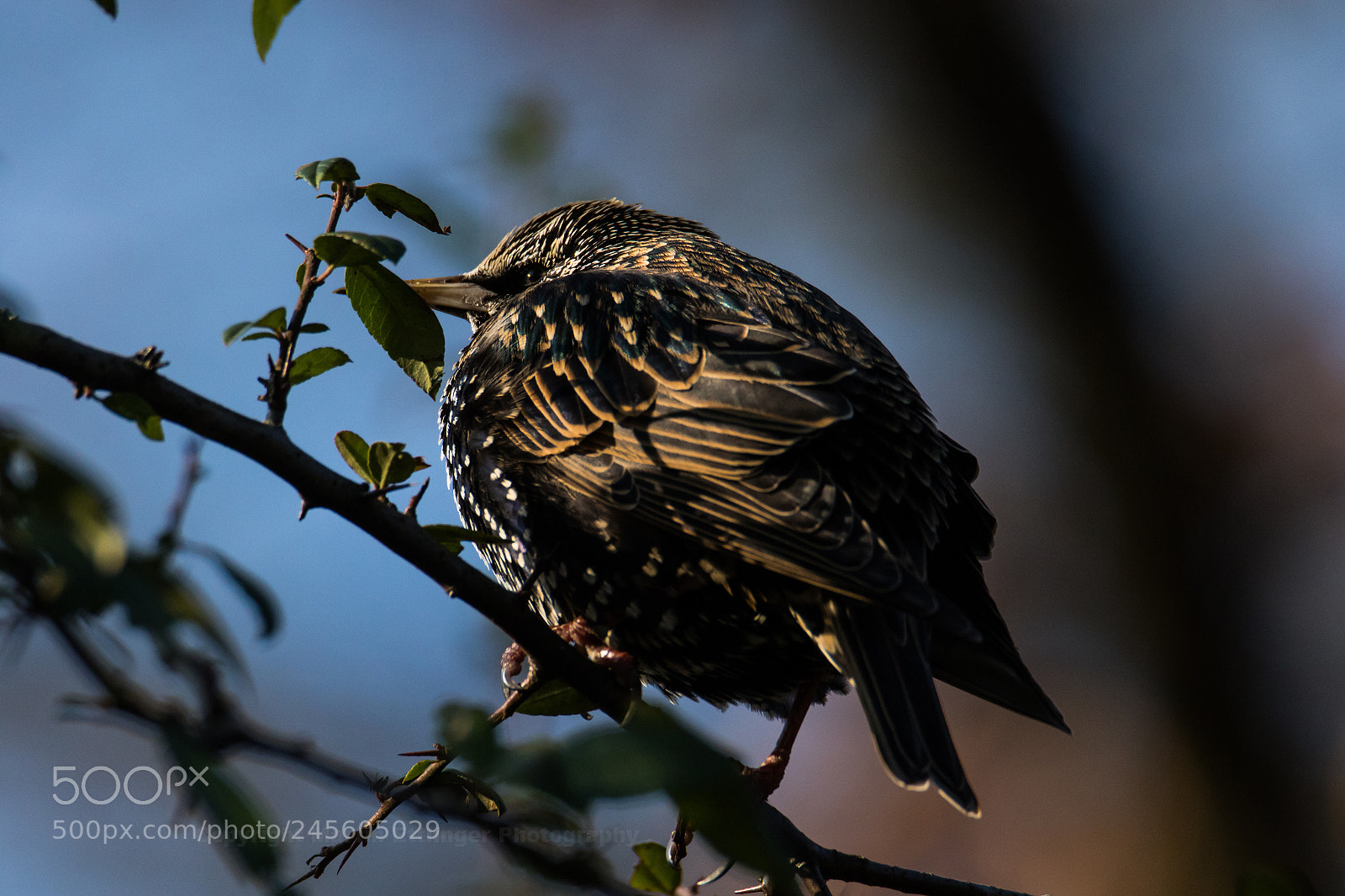 Canon EOS 7D Mark II sample photo. Starling ( sturnus vulgaris ) 08022018 photography