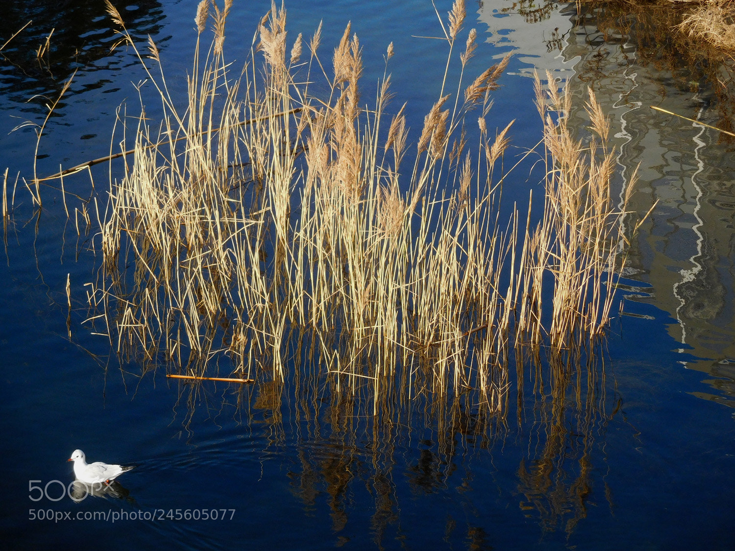 Nikon Coolpix S7000 sample photo. Swamp photography