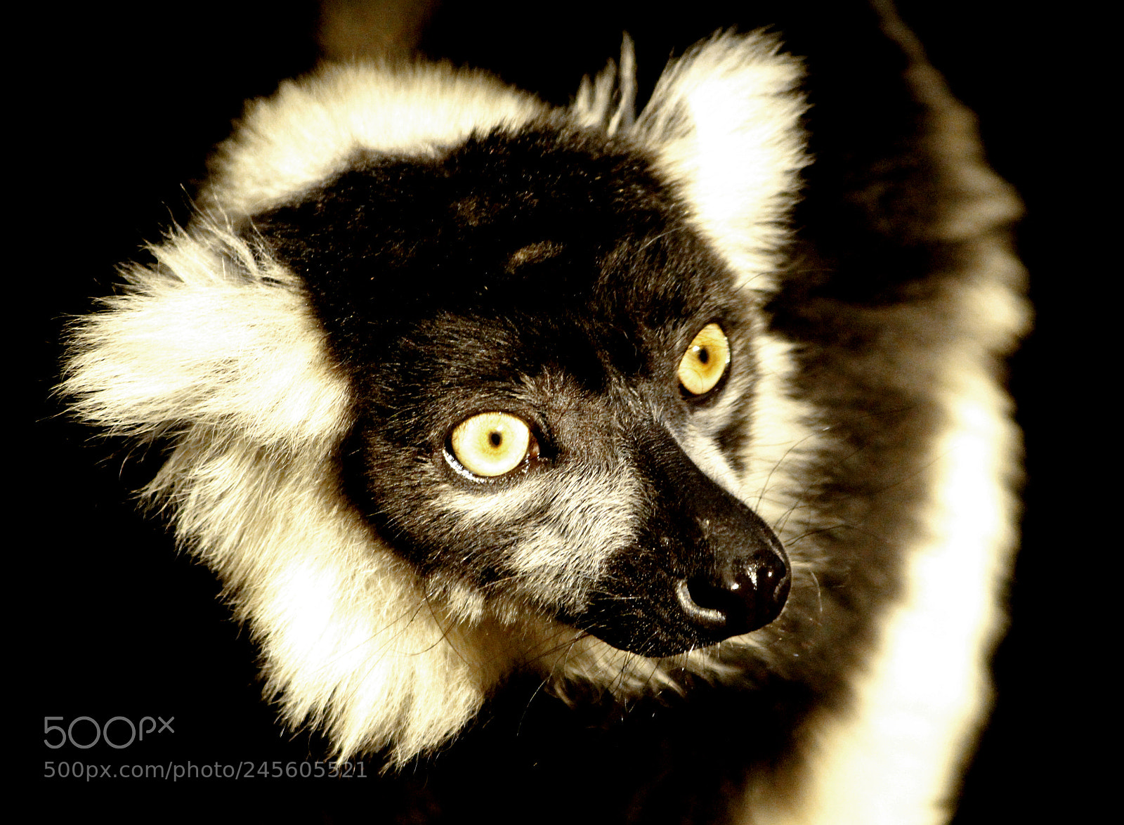 Canon EOS 100D (EOS Rebel SL1 / EOS Kiss X7) sample photo. Devil monkey photography
