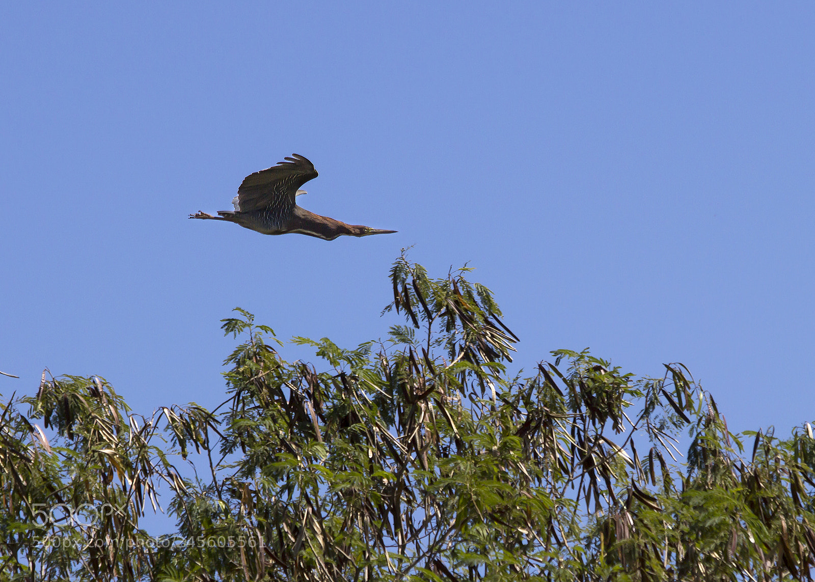 Canon EOS 60D sample photo. Socó-boi (tigrisoma lineatum) photography