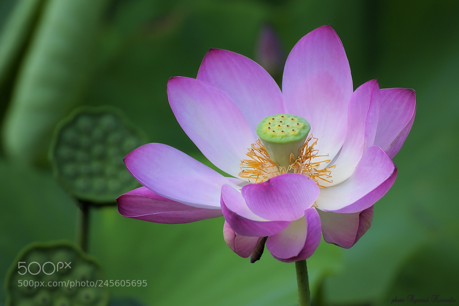 Sony Alpha DSLR-A300 sample photo. Lotus photography