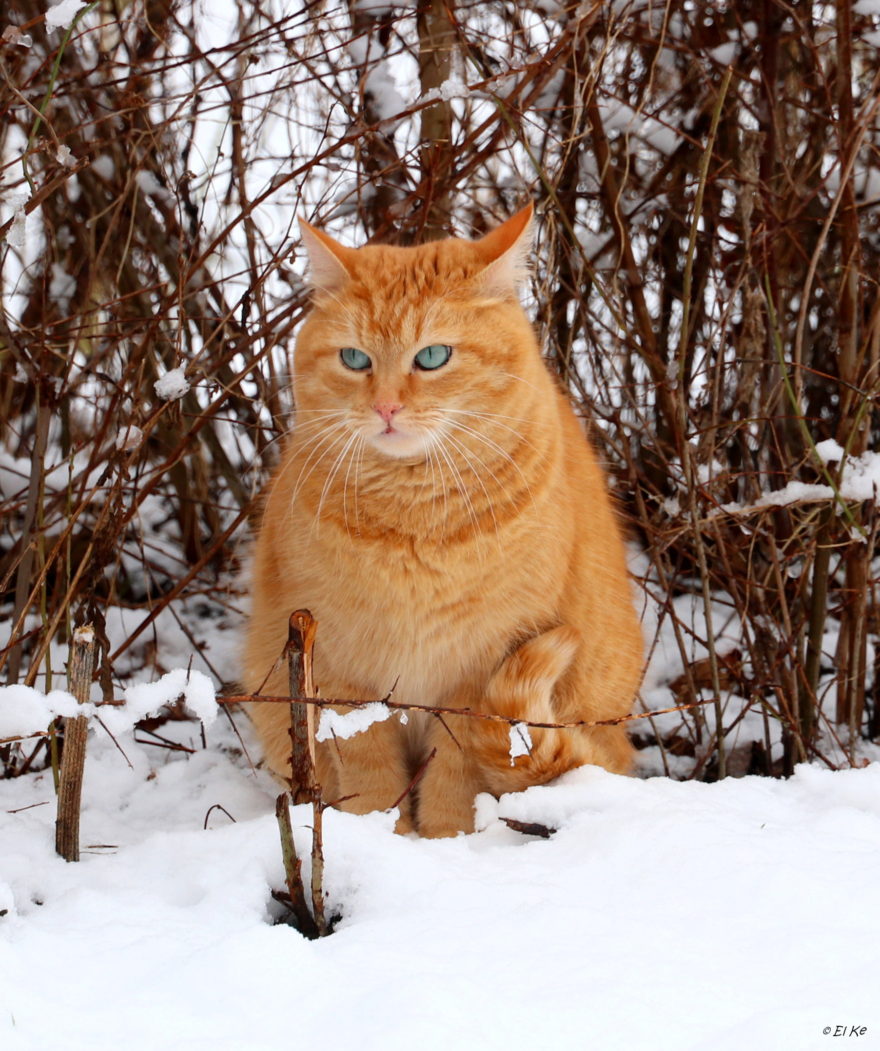 Canon EF-S 15-85mm F3.5-5.6 IS USM sample photo. What's that ... snow??? photography