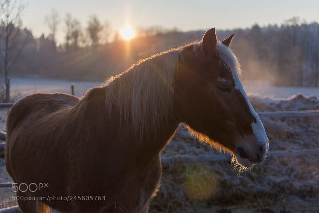 Nikon D7200 sample photo. Frosty morning photography