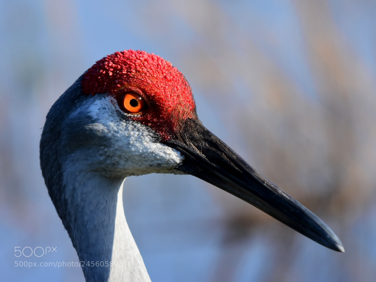 Nikon D7200 sample photo. Sandhill crane 8 - close photography