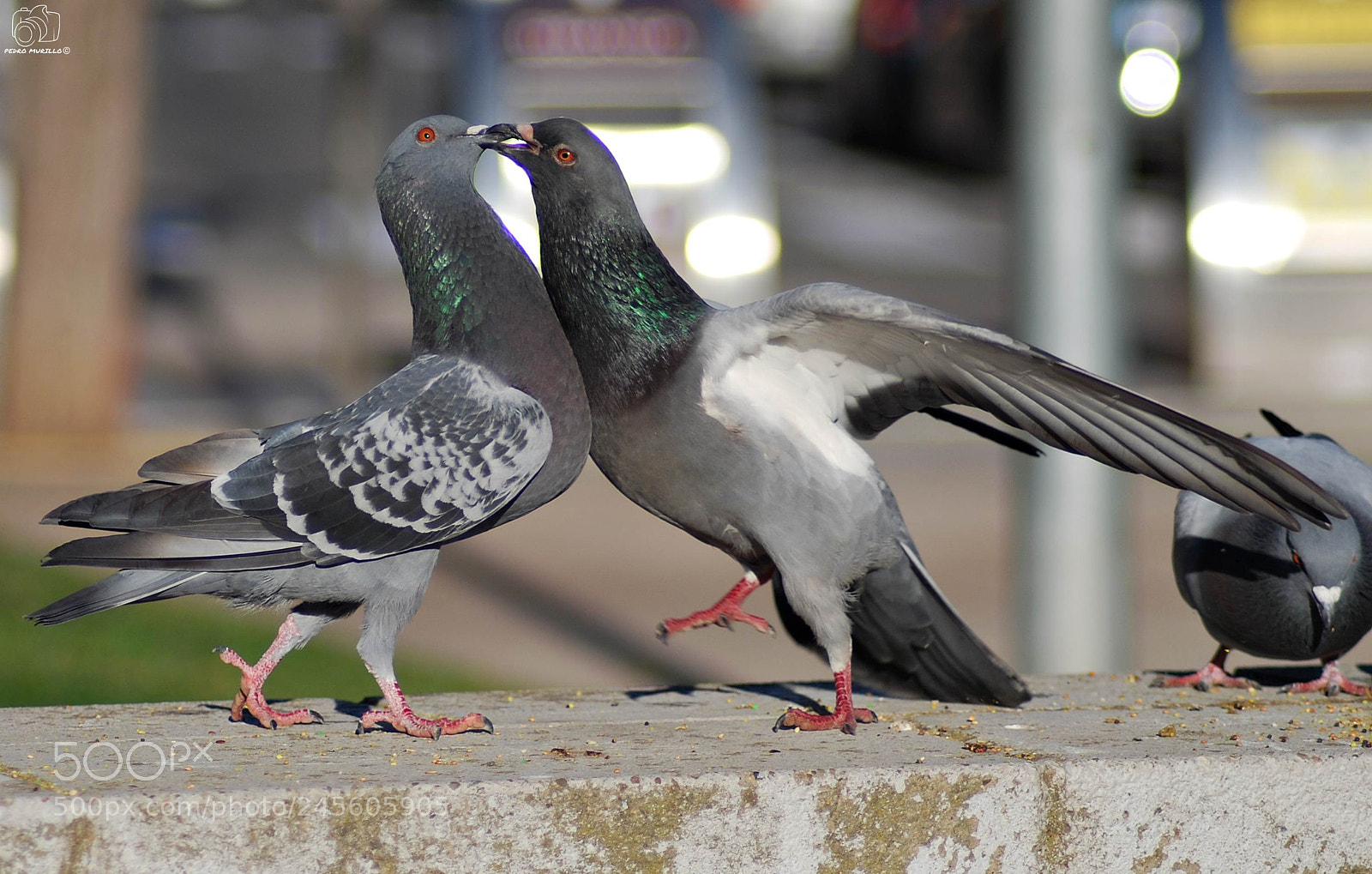 Nikon D60 sample photo. Untitled photography