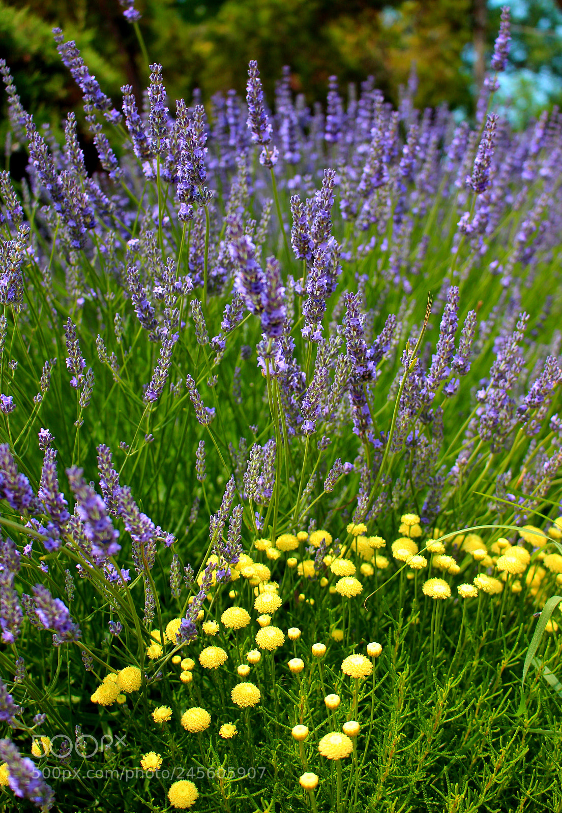Canon EOS 100D (EOS Rebel SL1 / EOS Kiss X7) sample photo. Summer floral background photography