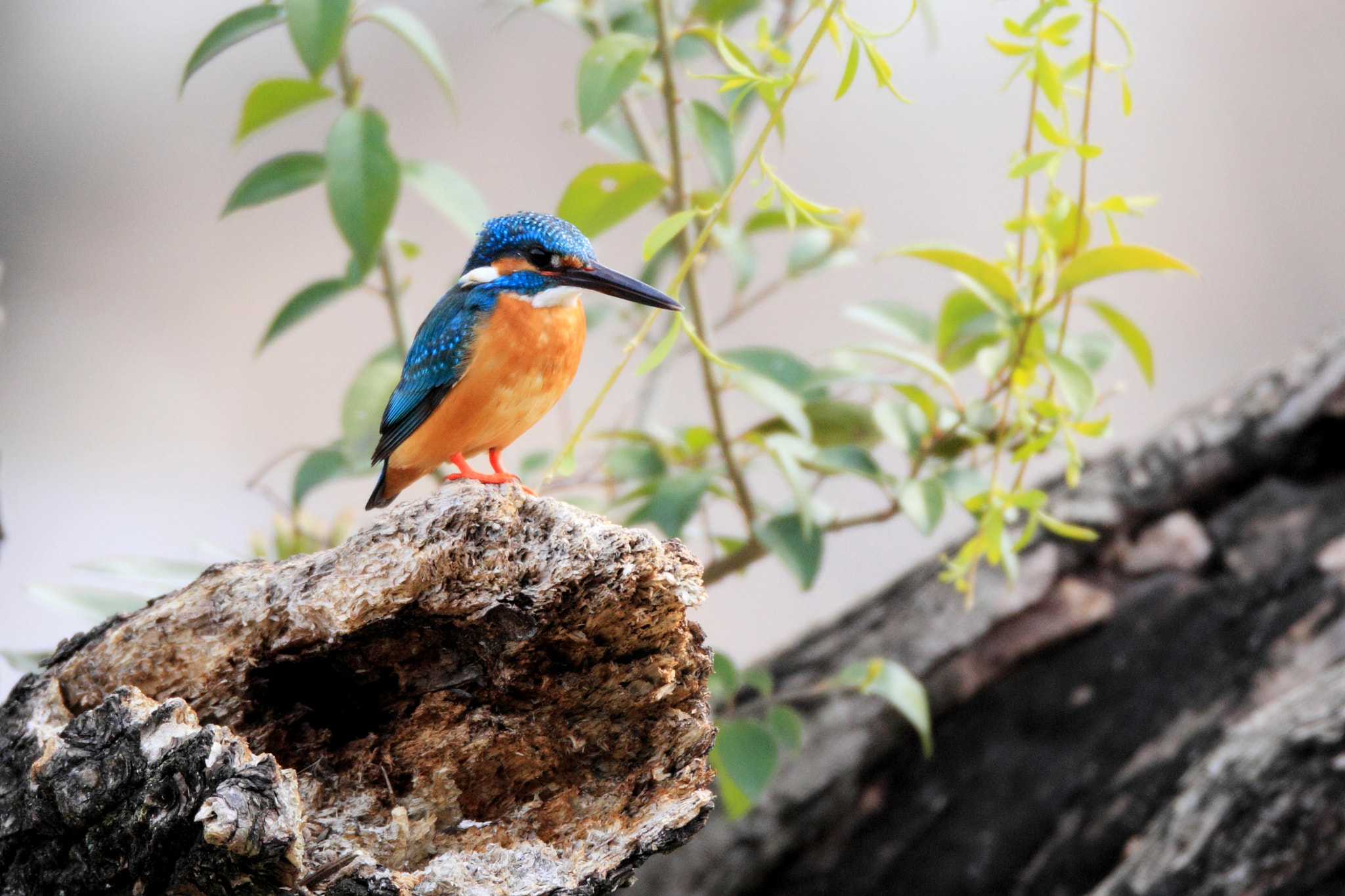 Canon EOS-1D Mark IV + Canon EF 800mm F5.6L IS USM sample photo. カワセミ kingfisher photography