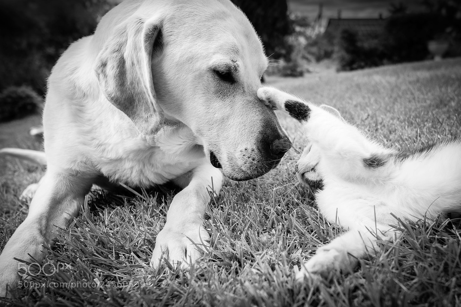 Nikon D800 sample photo. Dog and cat photography