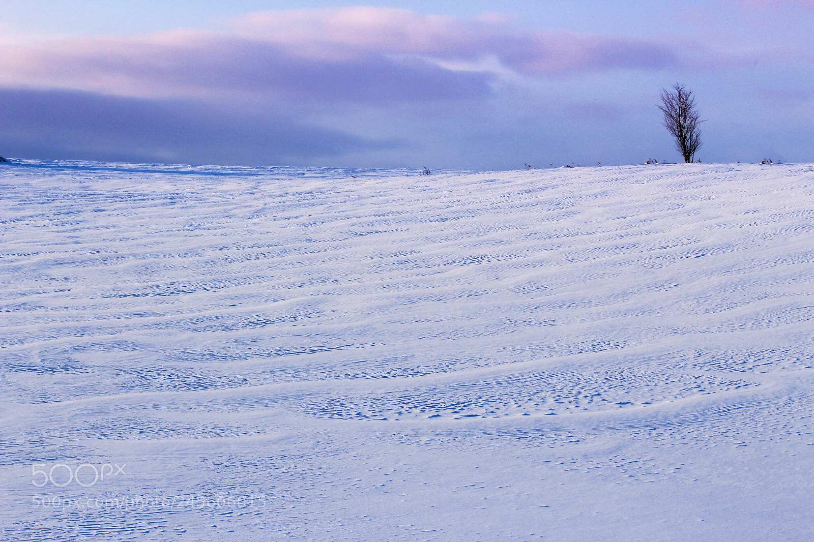 Canon EOS 100D (EOS Rebel SL1 / EOS Kiss X7) sample photo. Lonely tree photography