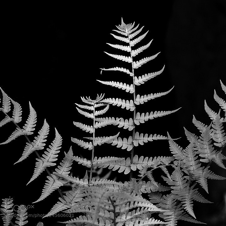 Canon EOS 40D sample photo. Leaf photography