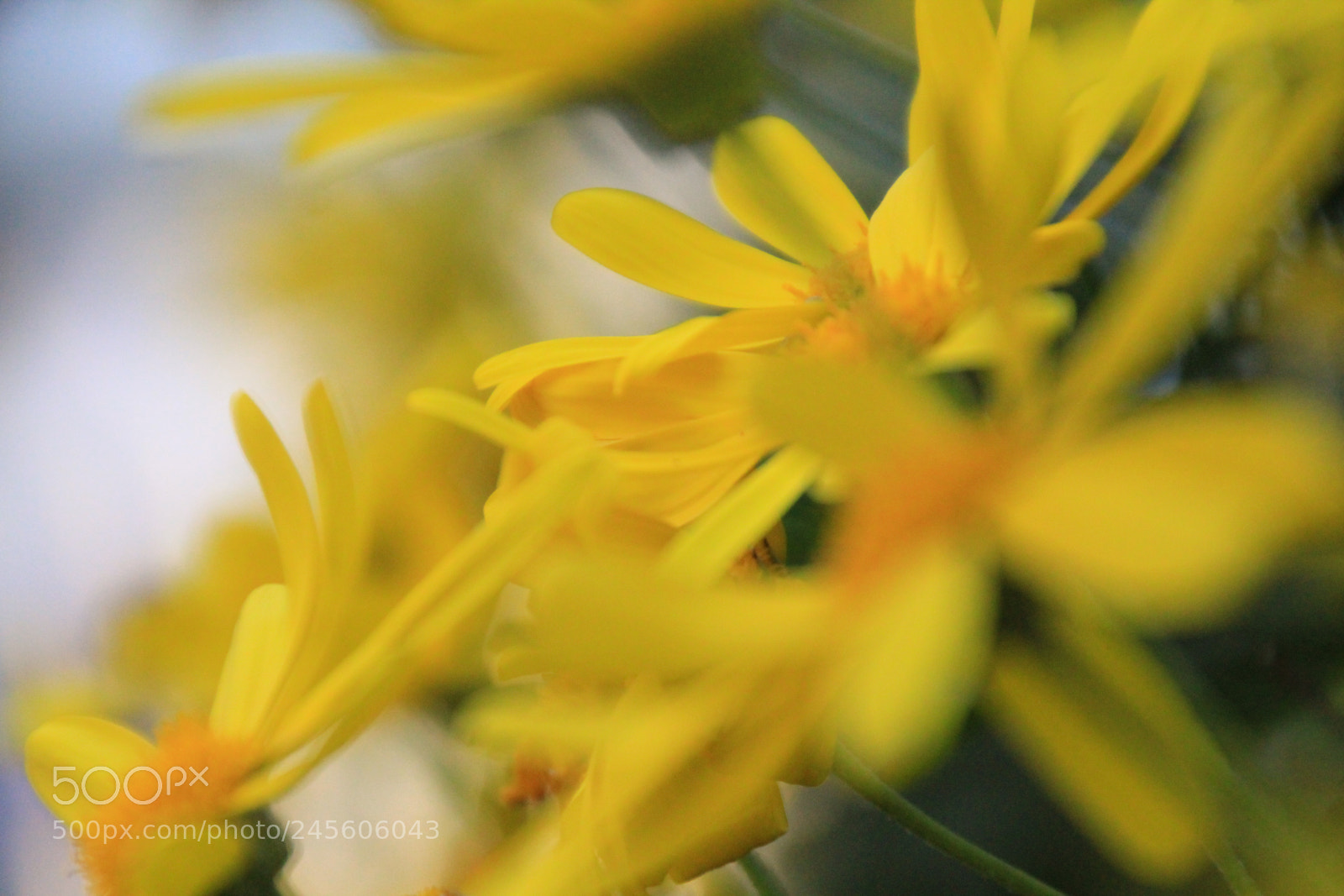 Canon EOS 550D (EOS Rebel T2i / EOS Kiss X4) sample photo. Yellow daisies photography