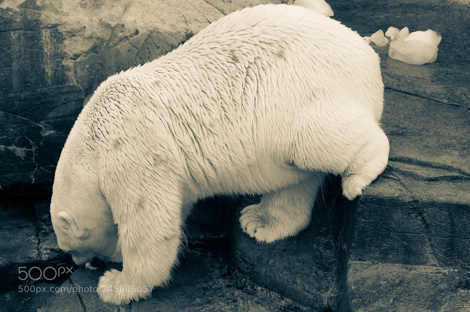 Sony SLT-A37 sample photo. Icebear - frederiksberg photography