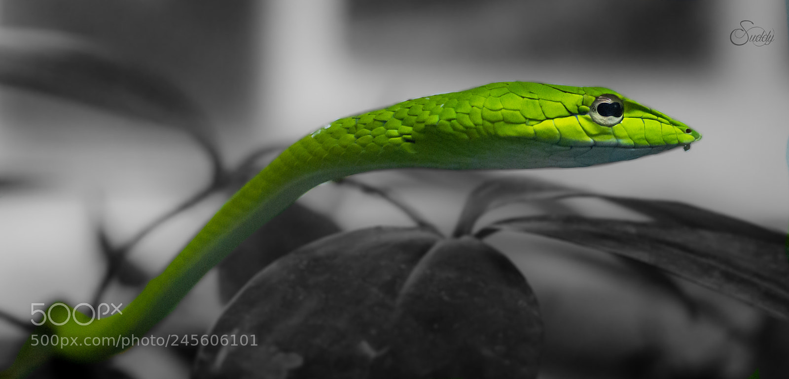 Nikon D3200 sample photo. Deadly streamline photography