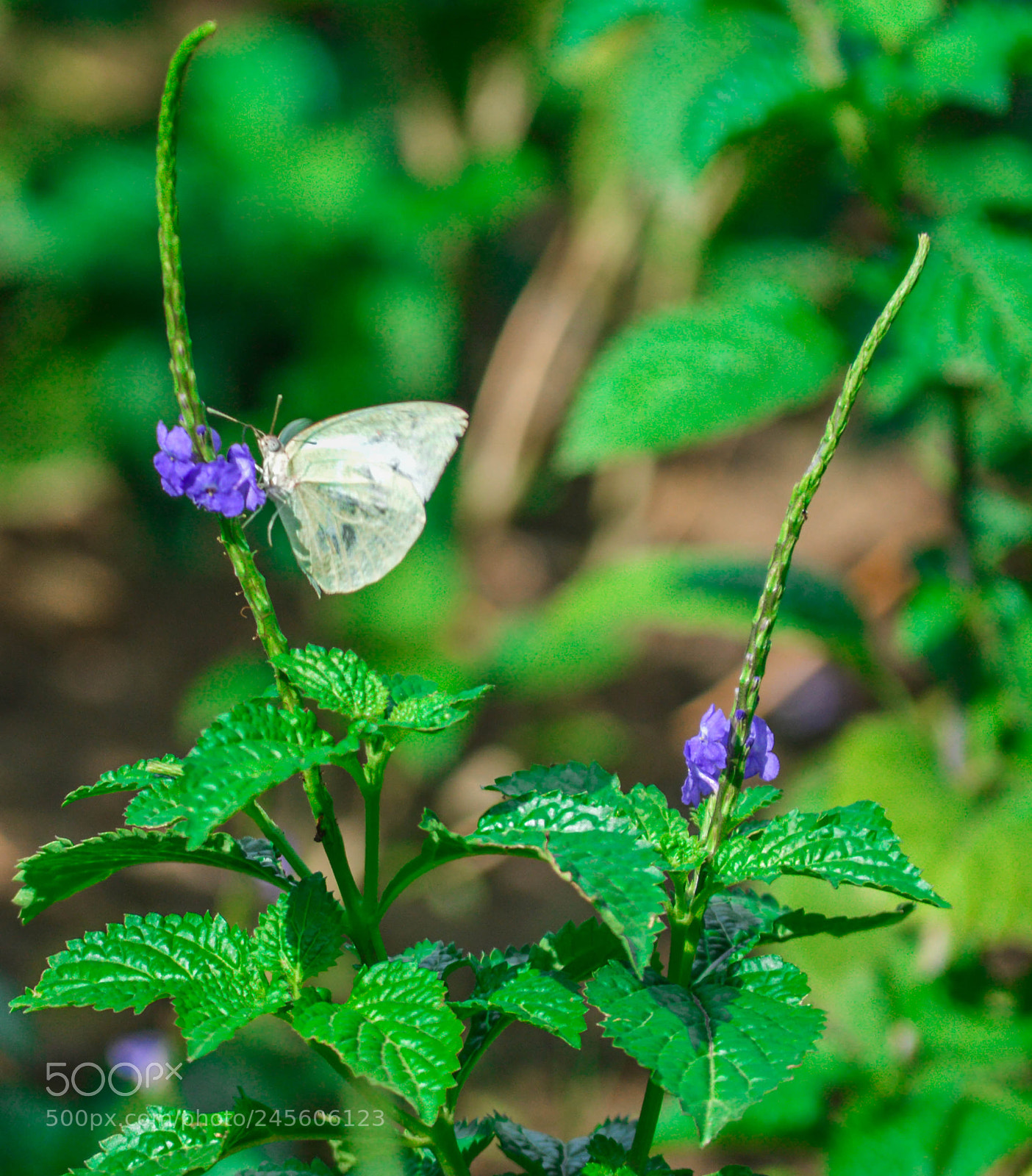 Nikon D3200 sample photo. Butterfly on flower photography