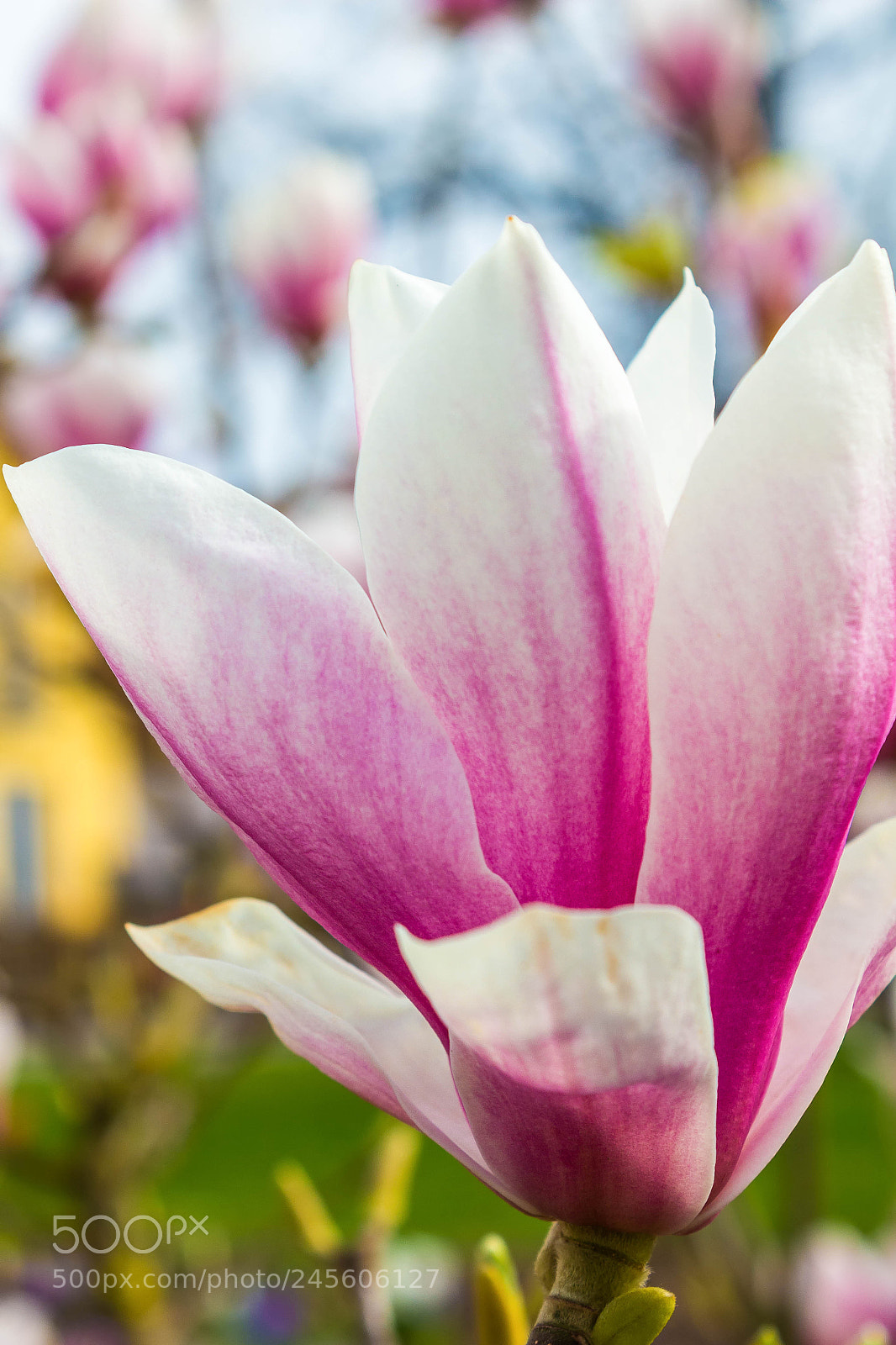 Canon EOS 650D (EOS Rebel T4i / EOS Kiss X6i) sample photo. Color gradient blossom photography