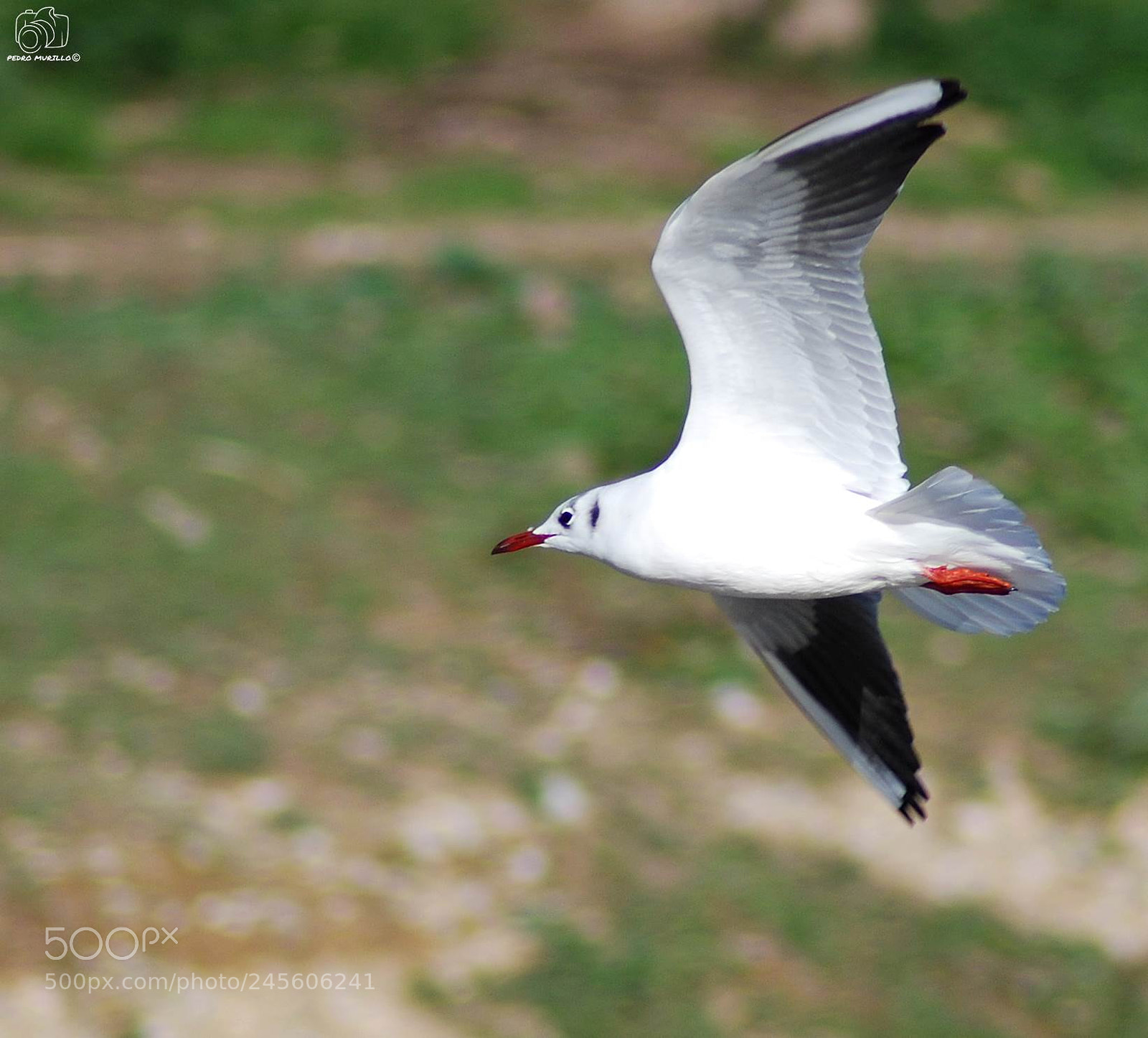 Nikon D60 sample photo. Untitled photography