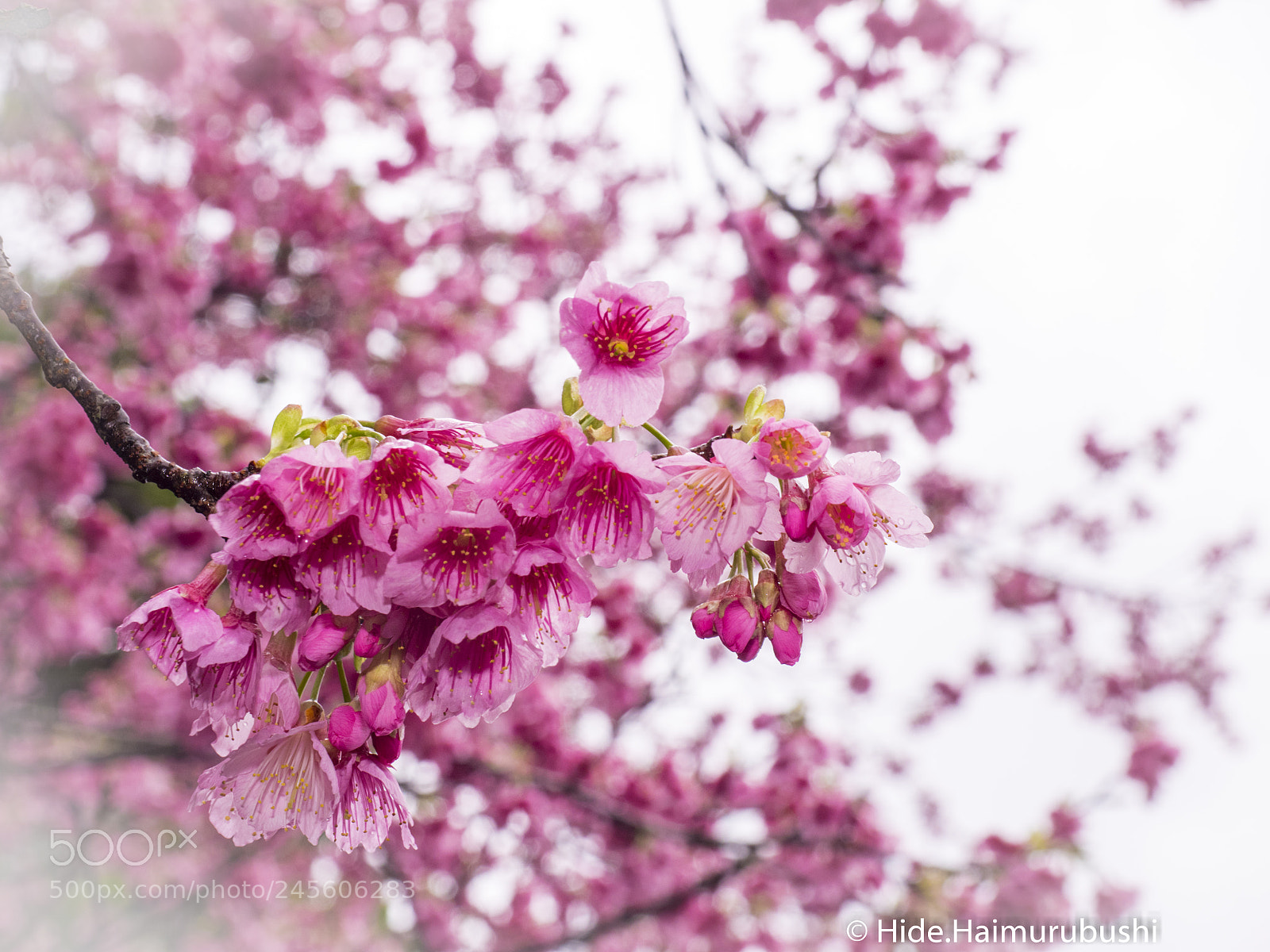 Olympus OM-D E-M1 sample photo. Cherry photography