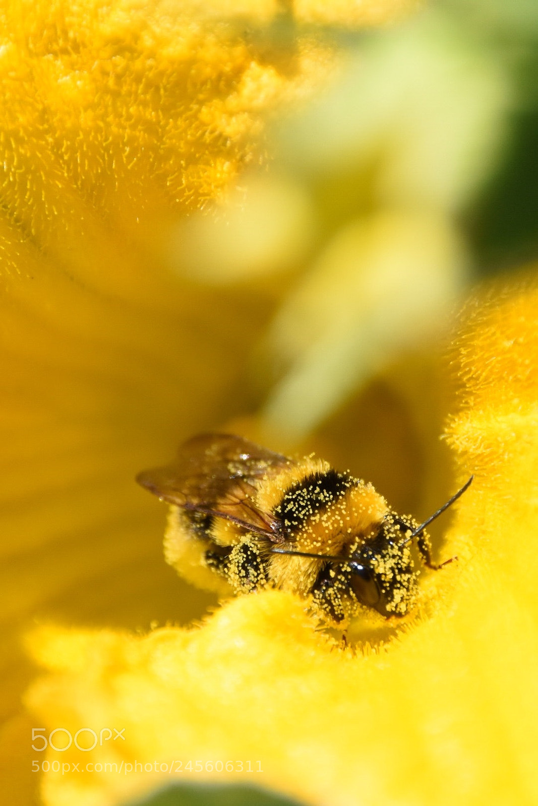 Nikon D7200 sample photo. Bumble bee photography