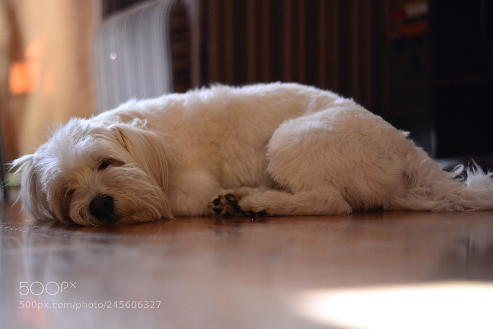 Nikon D5200 sample photo. Luna photography