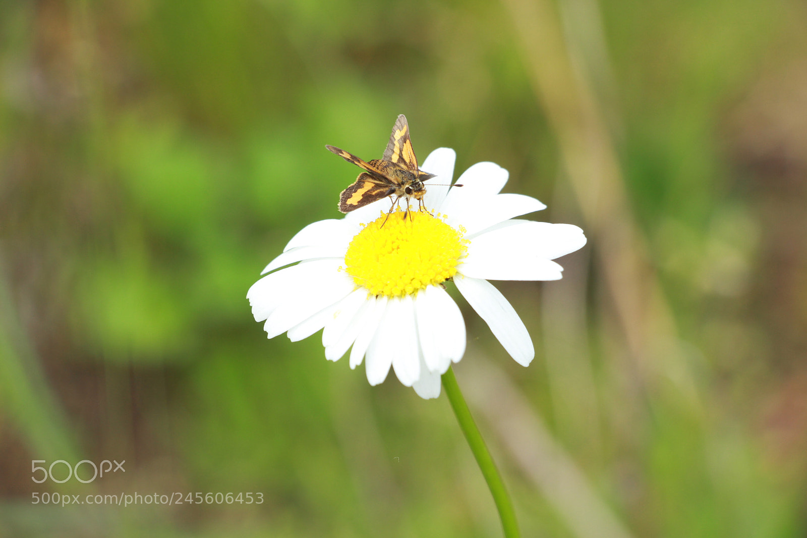Canon EOS 700D (EOS Rebel T5i / EOS Kiss X7i) sample photo. Flower photography