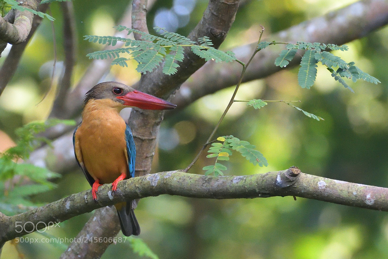 Nikon AF-S Nikkor 200-500mm F5.6E ED VR sample photo. Stork billed kingfisher photography