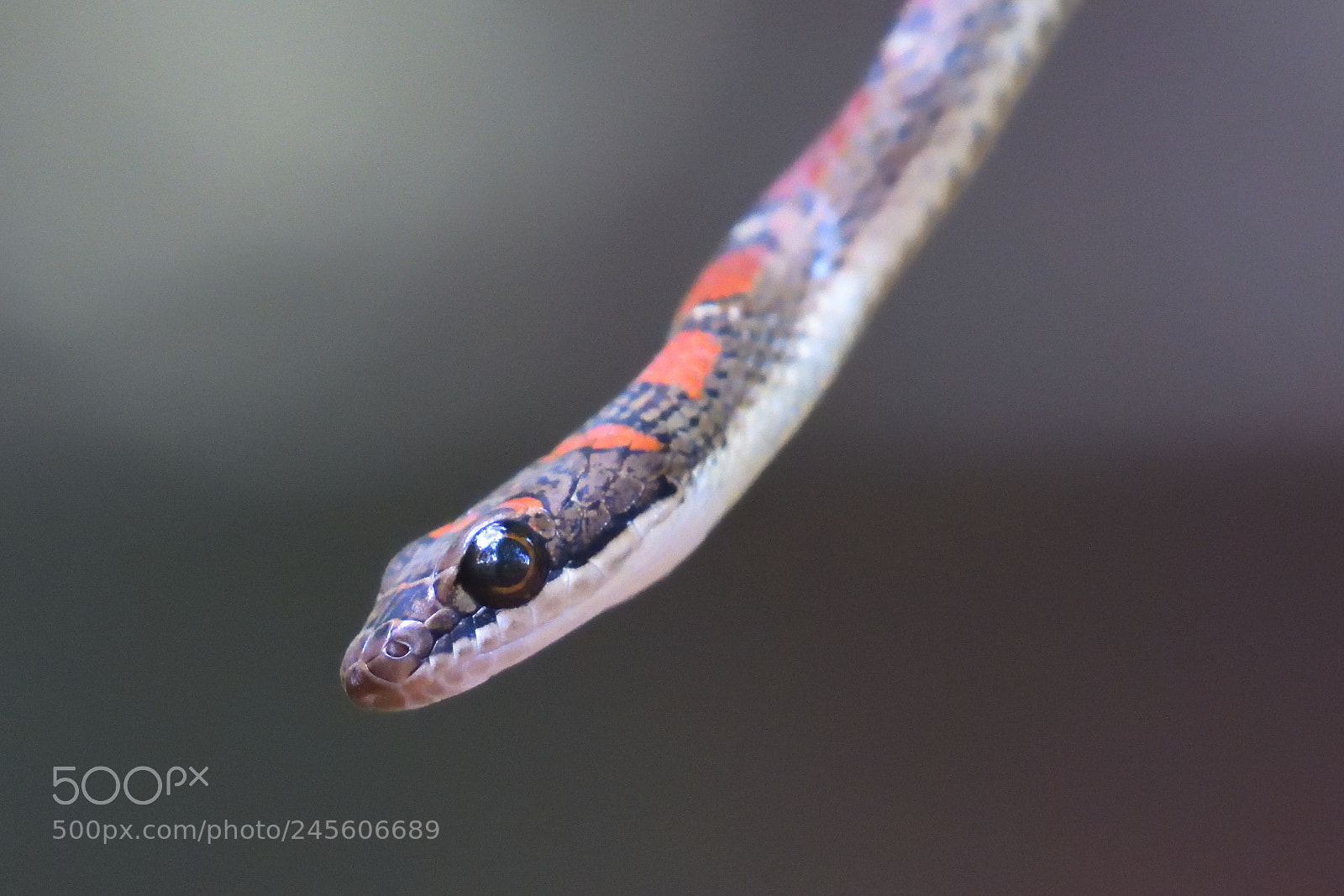 Nikon AF-S Nikkor 200-500mm F5.6E ED VR sample photo. Twin barred tree snake photography
