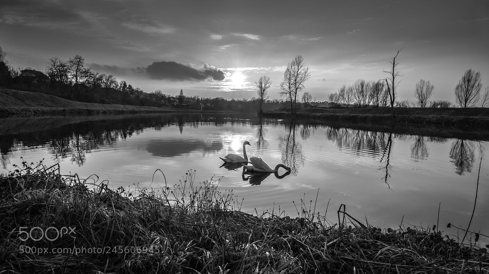 Panasonic Lumix DMC-FZ1000 sample photo. Sunset and swans photography