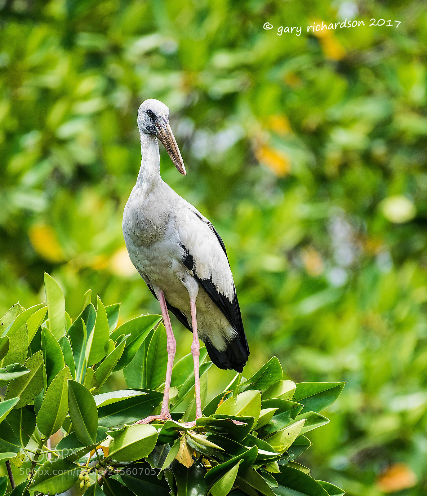Nikon D810 sample photo. Asian openbill tangalle sri photography
