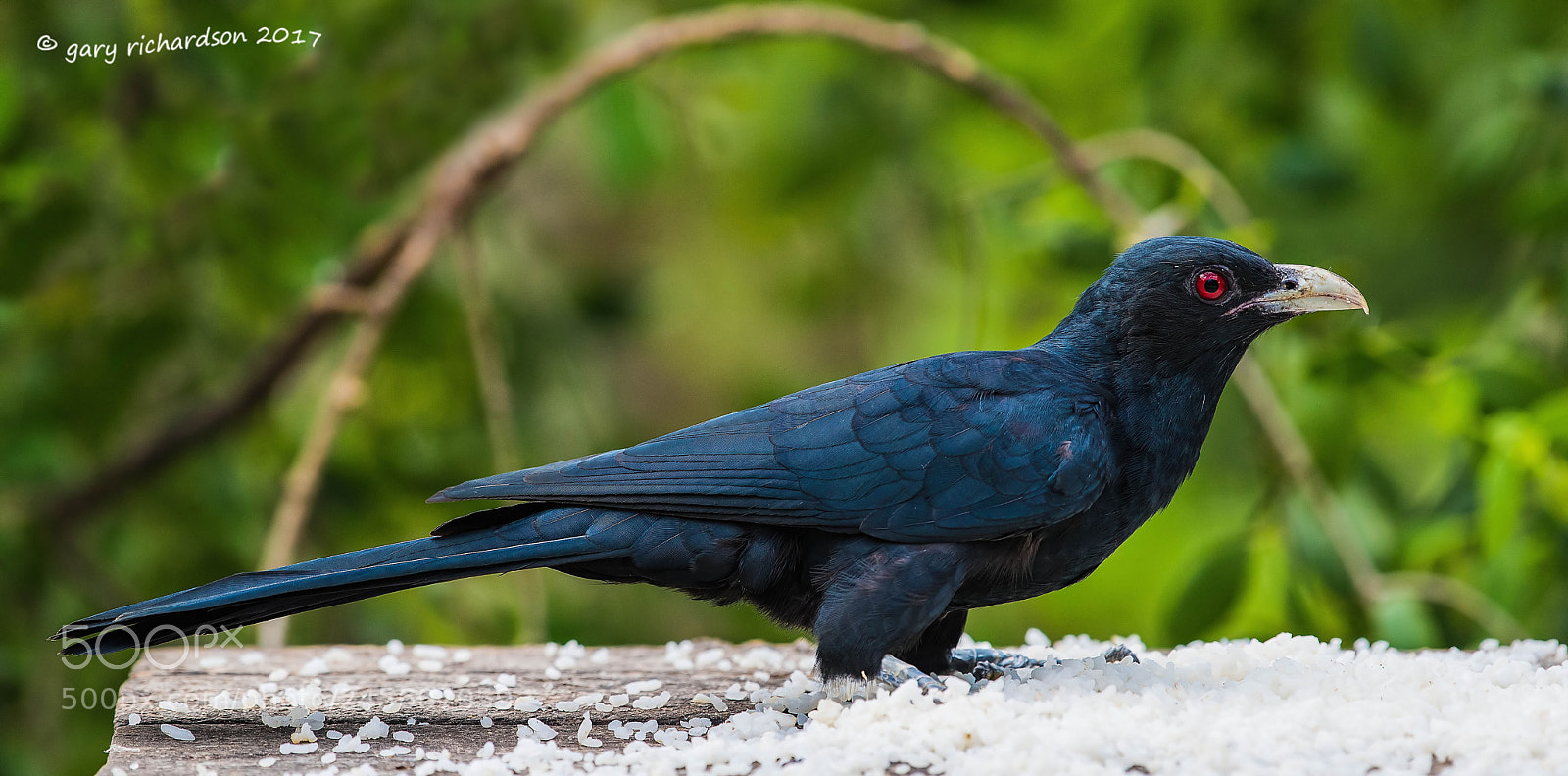 Nikon D810 sample photo. Asian koel tangalle sri photography