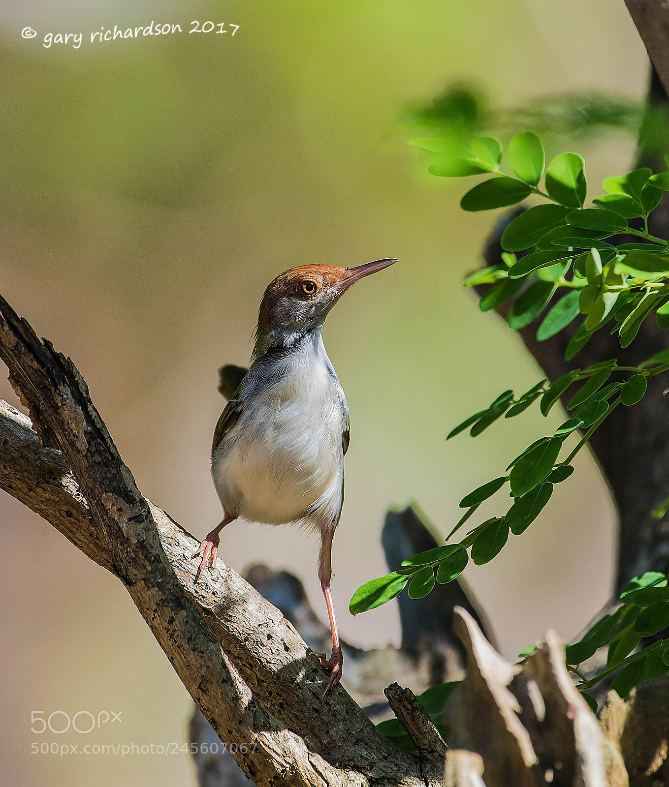 Nikon D810 sample photo. Common tailorbird tissamaharama sri photography