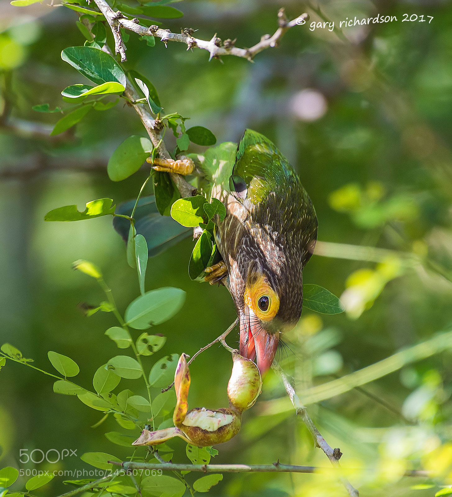 Nikon D810 sample photo. Brown headed barbet tissamaharama photography