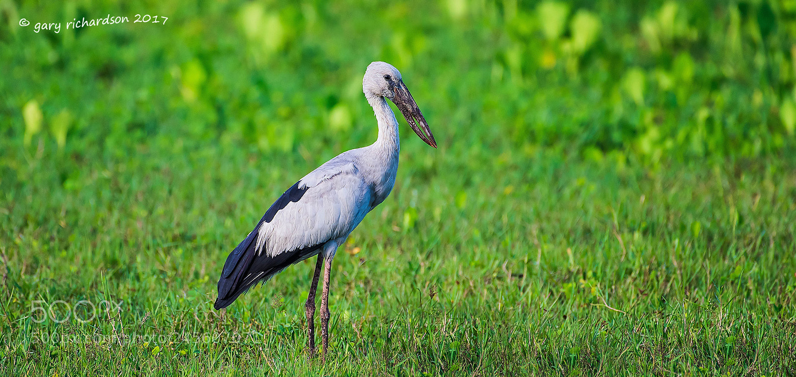 Nikon D810 sample photo. Asian openbill tissamaharama sri photography